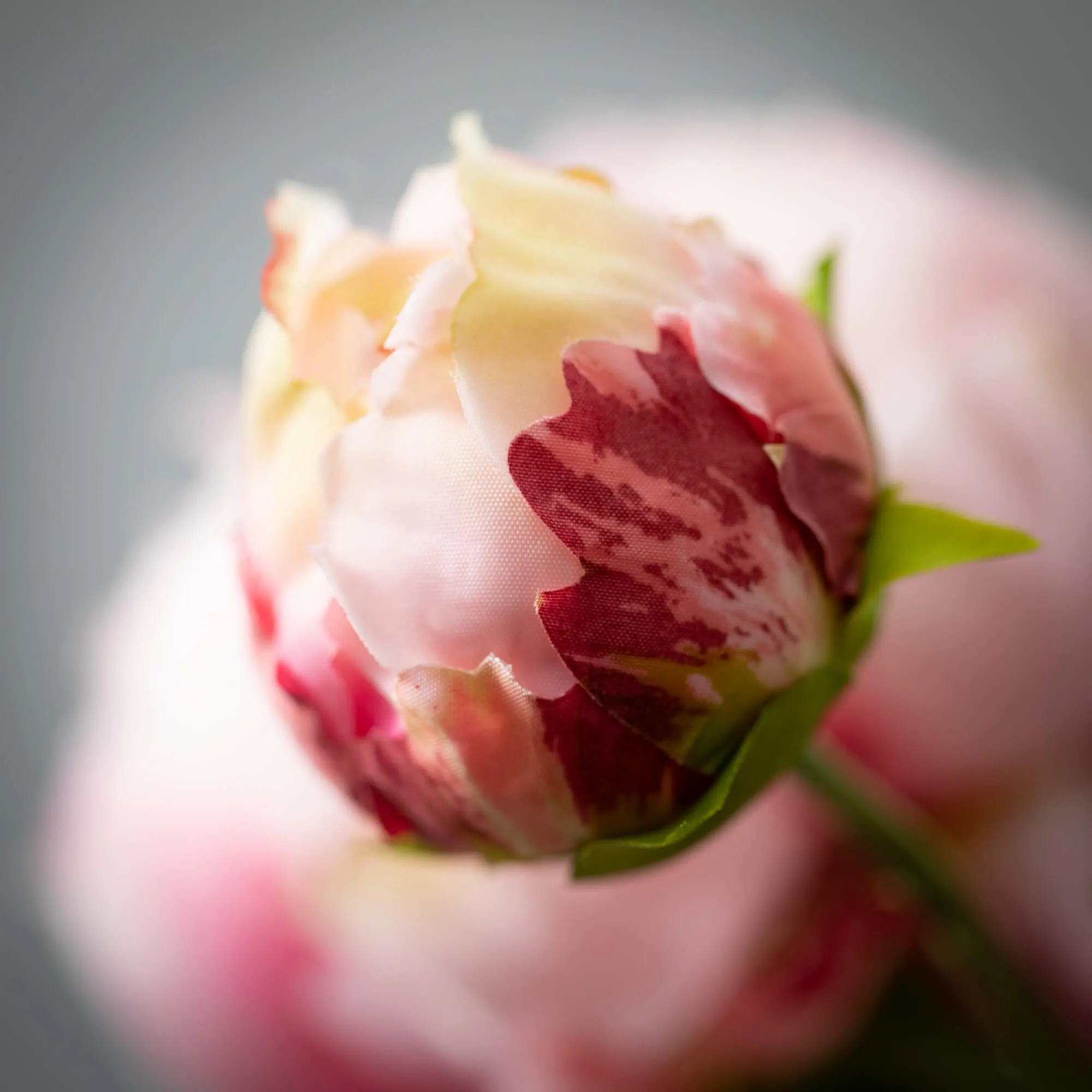 22"H Sullivans Pale Pink Peony With Bud, Pink