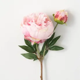 22"H Sullivans Pale Pink Peony With Bud, Pink