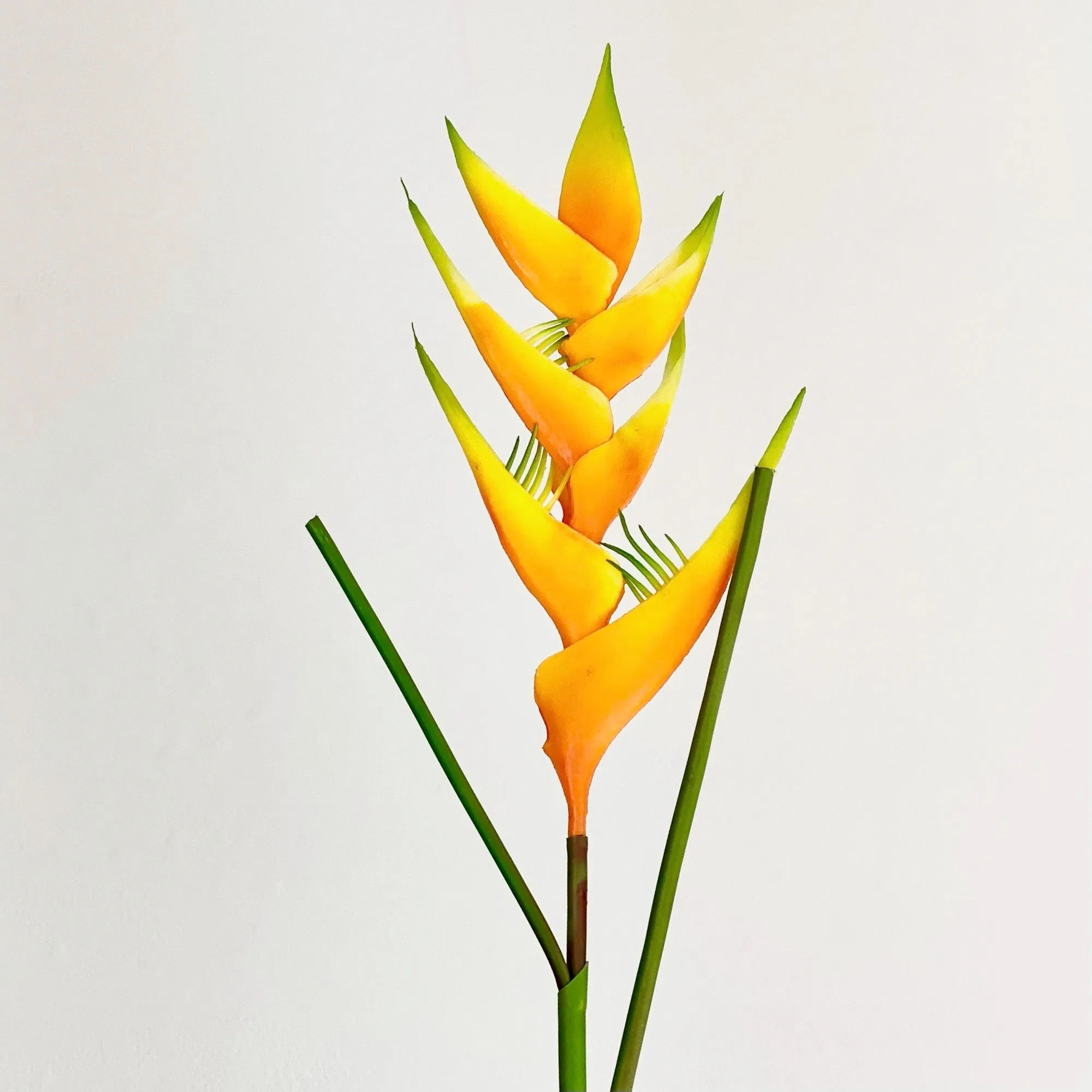 Heliconia Stem